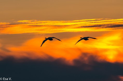 05_11_2016_joutsenet_7790-jpg