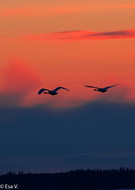 Joutsenet iltalennolla marraskuun viides.