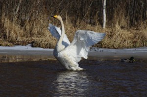 Joutsenen komeat siiven iskut