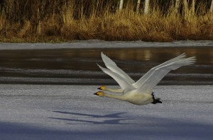 Joutsenparin saumatonta yhteistyötä, kuvattu 31.3.2014 Kaijonlahti, Kuivasjärvi, Oulu.
