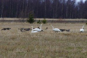 Joutsenet ja hanhet ruokailevat yhdessä Lumijoella huhtikuussa 2014.