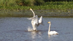 IMGP6394_joutsen_pari (3)