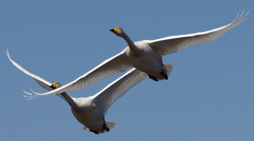 IMGP7163_Joutsenet_pari_1