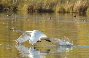 Joutsen juoksee pitkän lähtökiidon, juoksua enne yleensä parin kanssa tai ruokailevan lauman kanssa tahdistetaan lähtö ääntelemällä vuoron perään jotta ei törmätä toisiinsa tai lyödä siivillä.