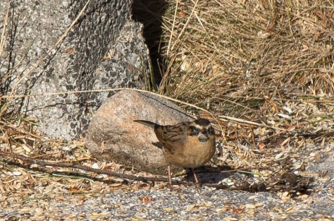 Mustakurkkurautiainen Mustakurkkurautiainen_6350