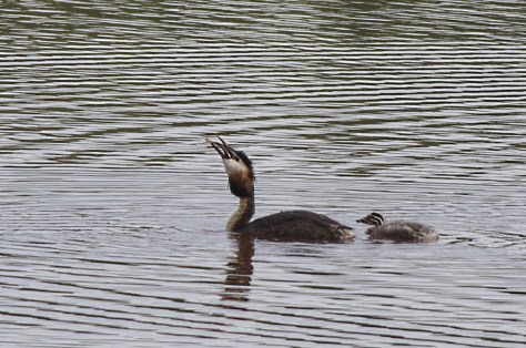 IMGP1235_emo_ruokailee_ahven_1