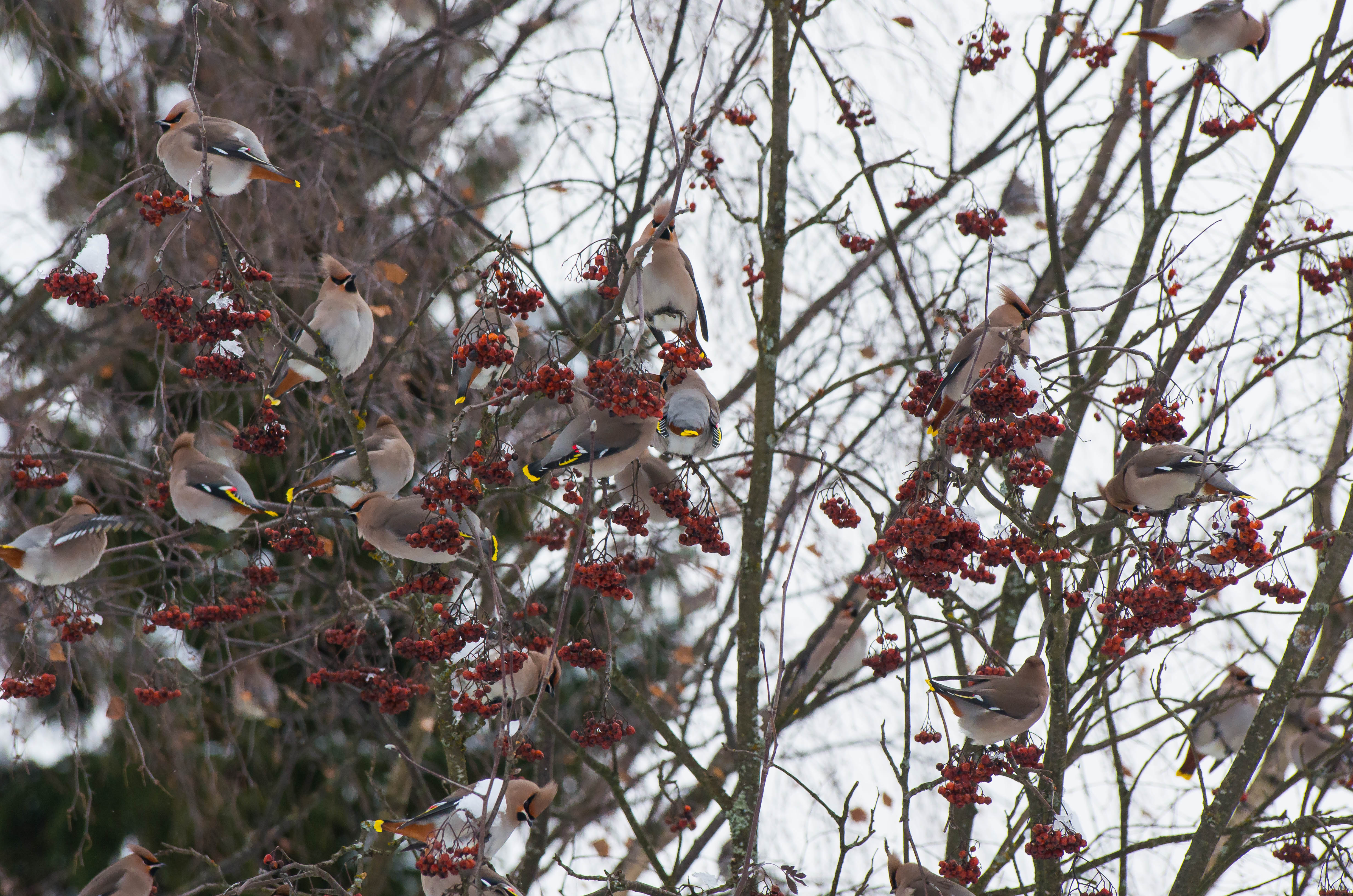 2014_02_02_tilhet_3992 – kopio (2) – kopio