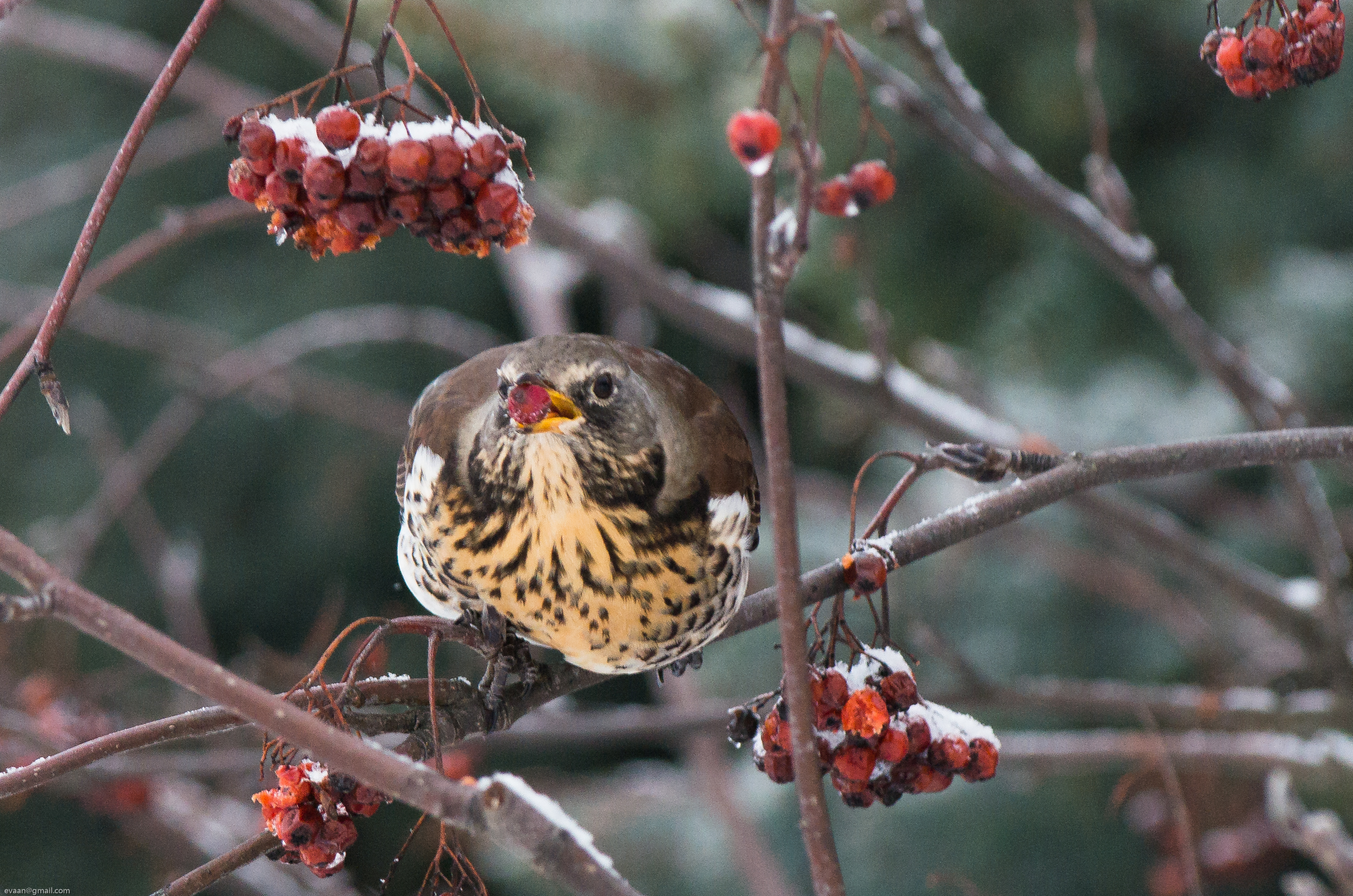 2015_01_21_Rakattirastas_3157_C