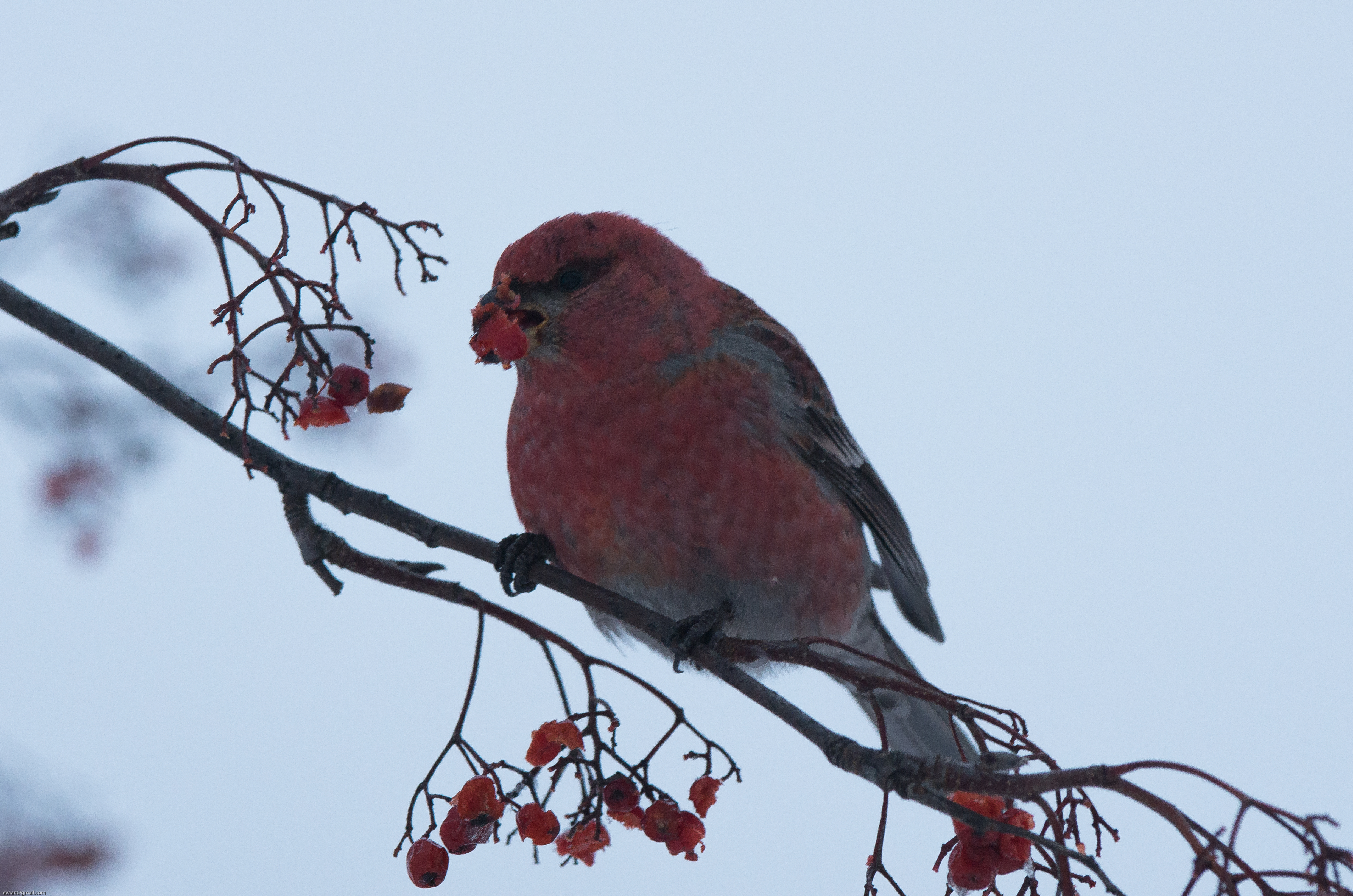 2015_01_21_Taviokuurna_3202